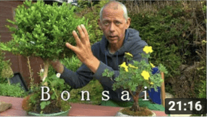 bonsai grow set HOGOKIDS Flowers Cherry-Blossom Bonsai Building Set main image 1